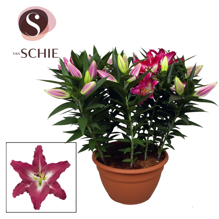 <h4>Lilium Entertainer</h4>