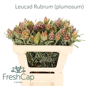 LEUCAD RUBRUM