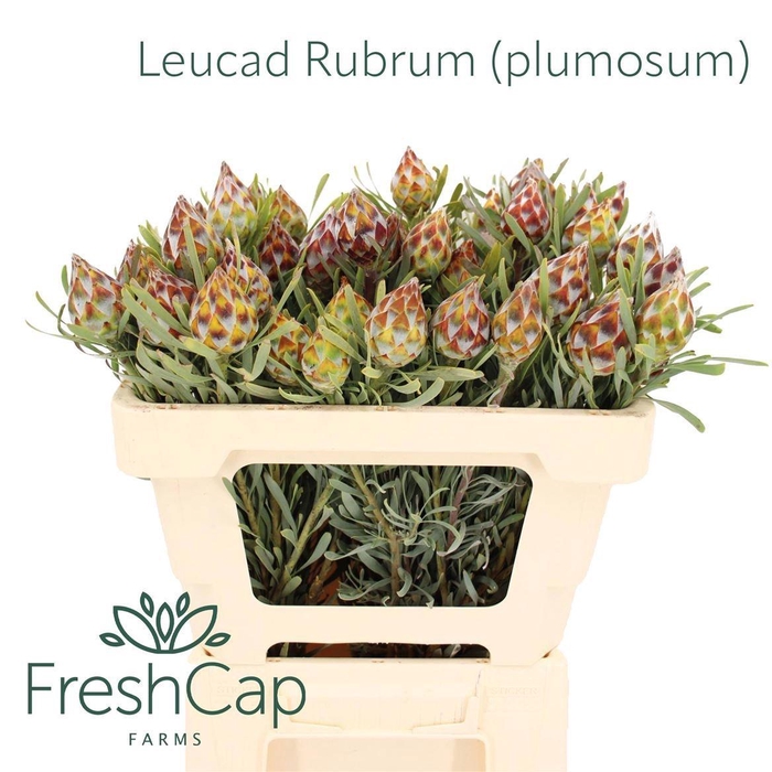 <h4>LEUCAD RUBRUM</h4>