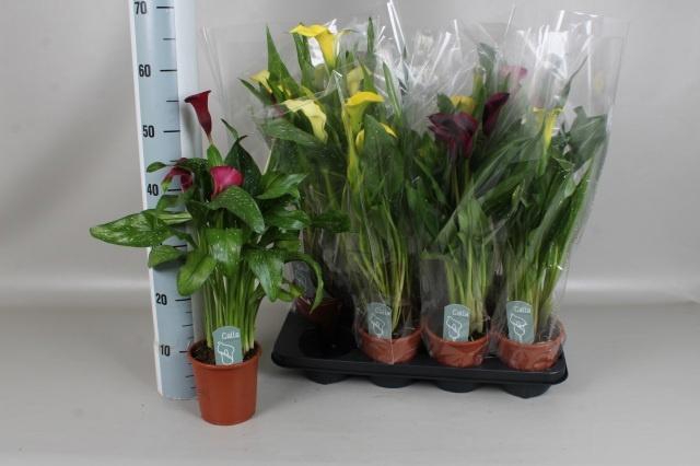 <h4>ZANT GEM 4 KL</h4>