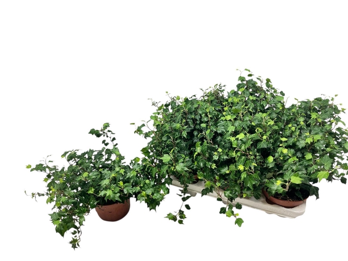 <h4>HED HE JESSICA</h4>