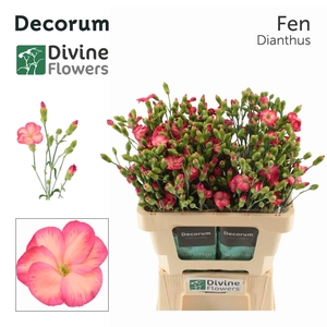 Dianthus TR 'Solomio Fen'