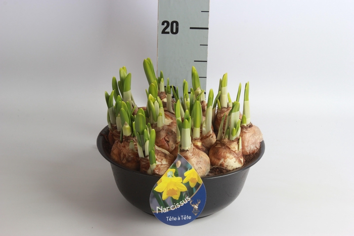 <h4>ARR NARCISSUS</h4>