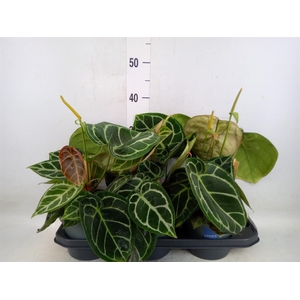 Anthurium crys. 'Karma Crystal Hyb'