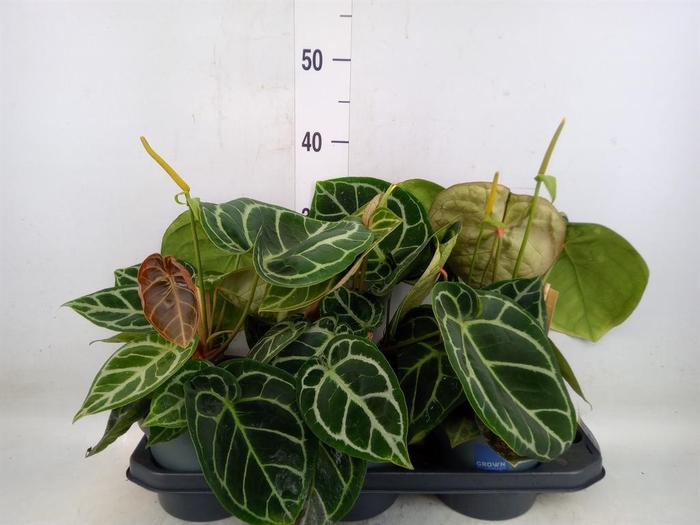 <h4>Anthurium crys. 'Karma Crystal Hyb'</h4>