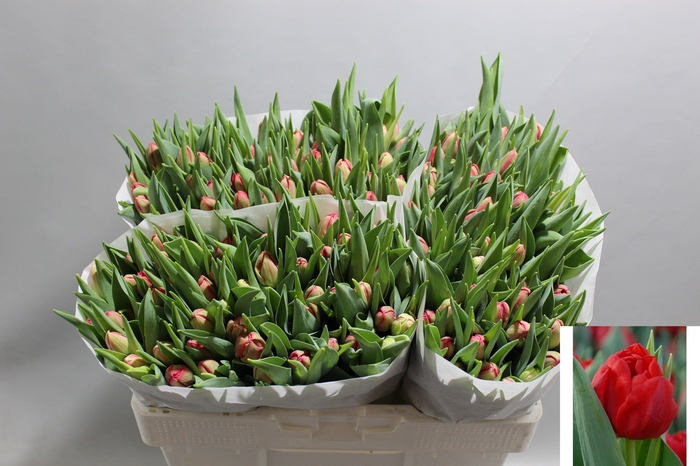 <h4>TU DU STOCKHOLM</h4>