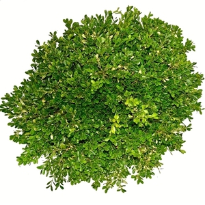 Buxus microphylla Herrenhausen 30-40cm bodembedekker