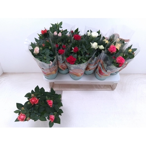 RO FAV RO GEM 6 SRT
