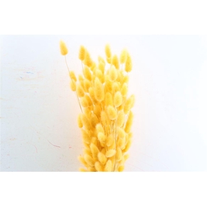 Dried Lagurus X5 Salmon Bunch