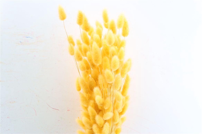 <h4>Dried Lagurus X5 Salmon Bunch</h4>