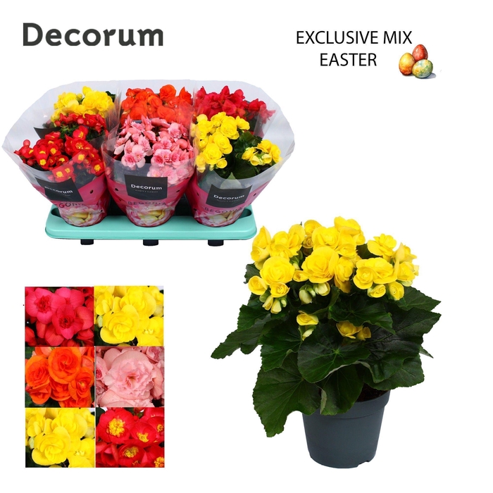 <h4>Begonia Gemengd ''Exclusive Mix'' Decorum</h4>
