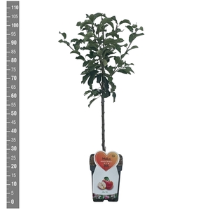 Malus d. Braeburn Patioboom