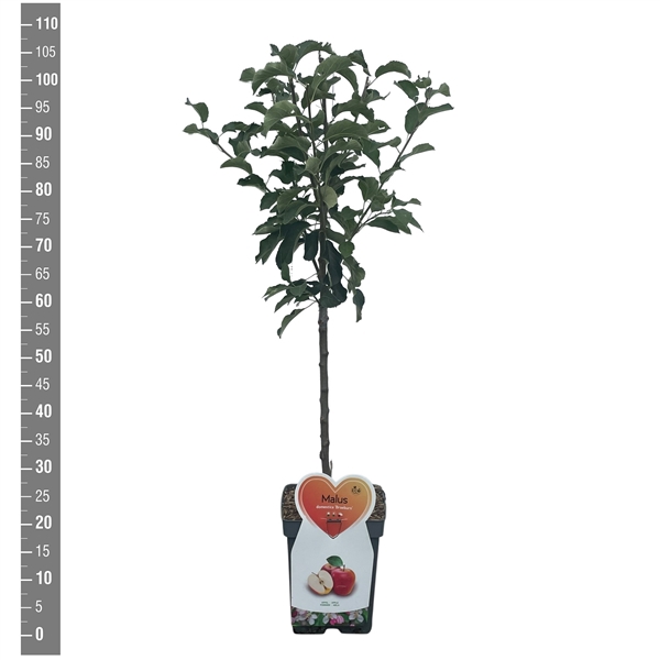 <h4>Malus d. Braeburn Patioboom</h4>