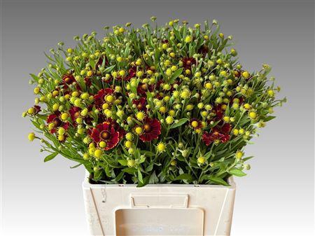 <h4>HELEN MOERHEIM BEAUT</h4>