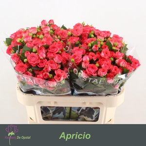 R Tr Apricio
