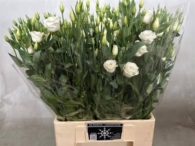 <h4>EUS G ROSI WHITE</h4>