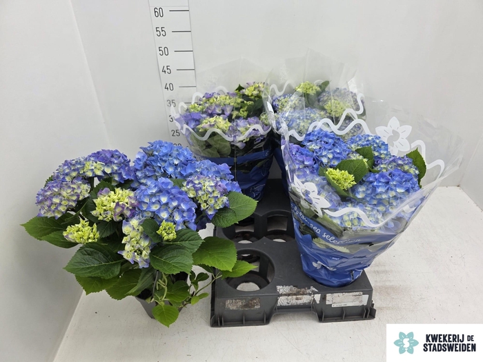 <h4>HYDR M BLAUER ZWERG</h4>