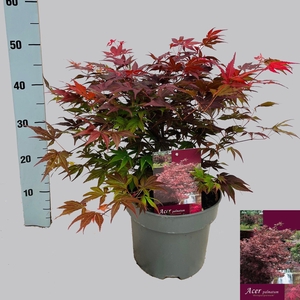 ACER PA ATROPURPUREU