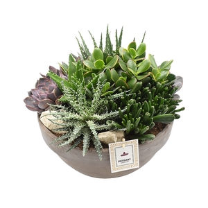 Arrangement Succulent in grey terracotta bowl 34cm