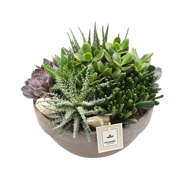 <h4>Arrangement Succulent in grey terracotta bowl 34cm</h4>