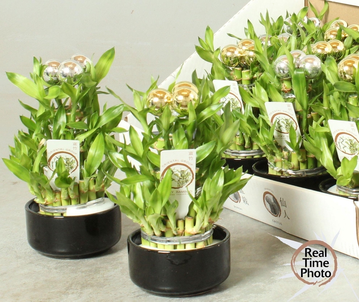 <h4>DRA LUCKY BAMBOO</h4>