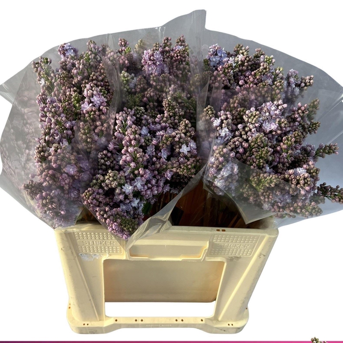 <h4>SYRINGA MICHEL BUCHNER</h4>