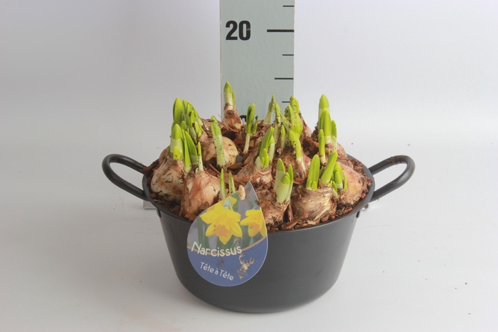 <h4>ARR N TETE A TETE</h4>