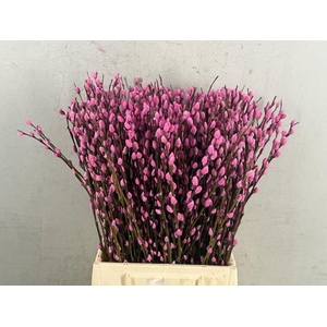 Salix Snowflake  50cm Pink