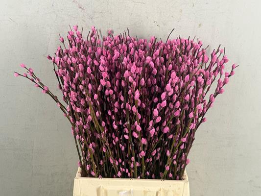 <h4>Salix Snowflake  50cm Pink</h4>