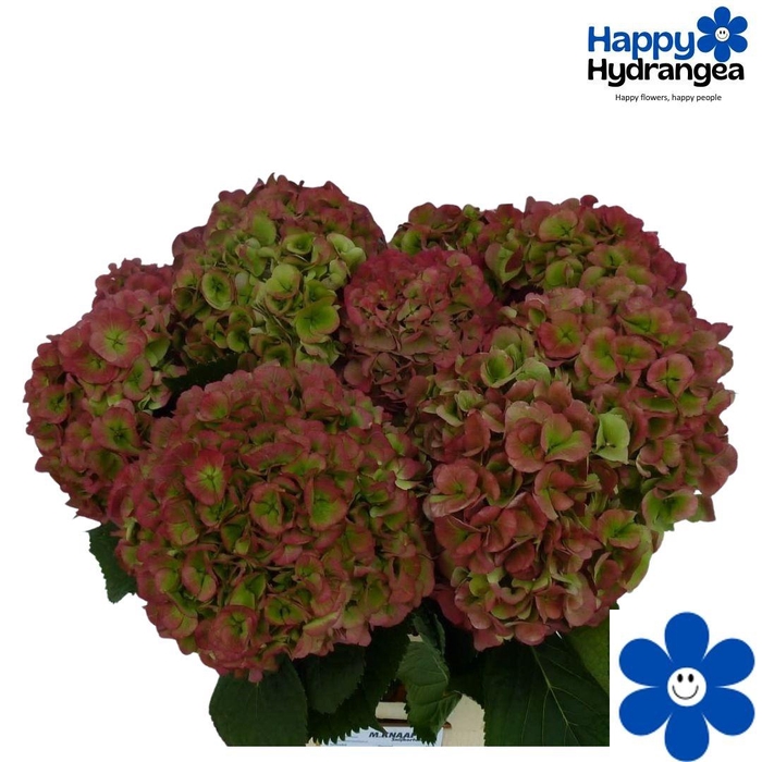 <h4>HYDR M CH VERENA CL</h4>