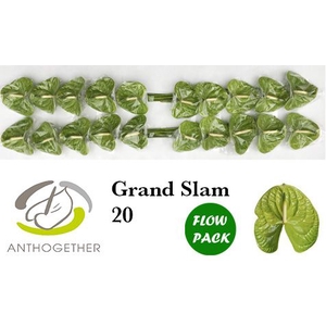 ANTH A GRAND SLAM