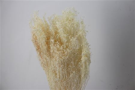 <h4>Dried Brooms Bleached Bunch</h4>