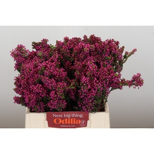 Kaaps Groen Erica Cordifolia
