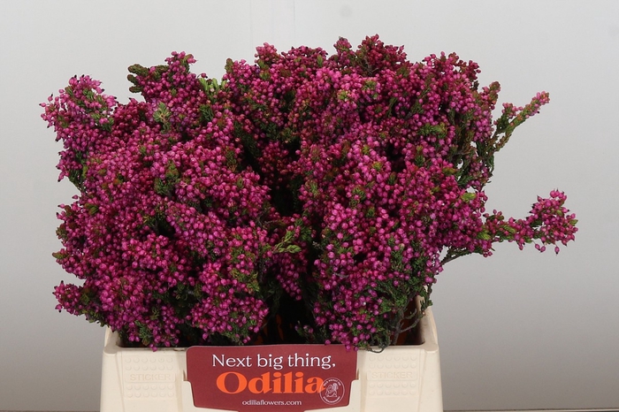 <h4>Kaaps Groen Erica Cordifolia</h4>