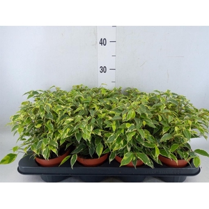 Ficus benja. 'Kinky'