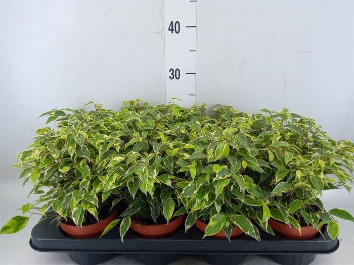 <h4>Ficus benja. 'Kinky'</h4>