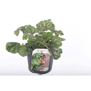 Heuchera amer. Marvelous Marble