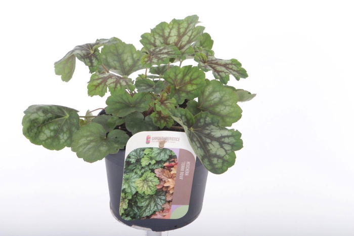 <h4>Heuchera amer. Marvelous Marble</h4>
