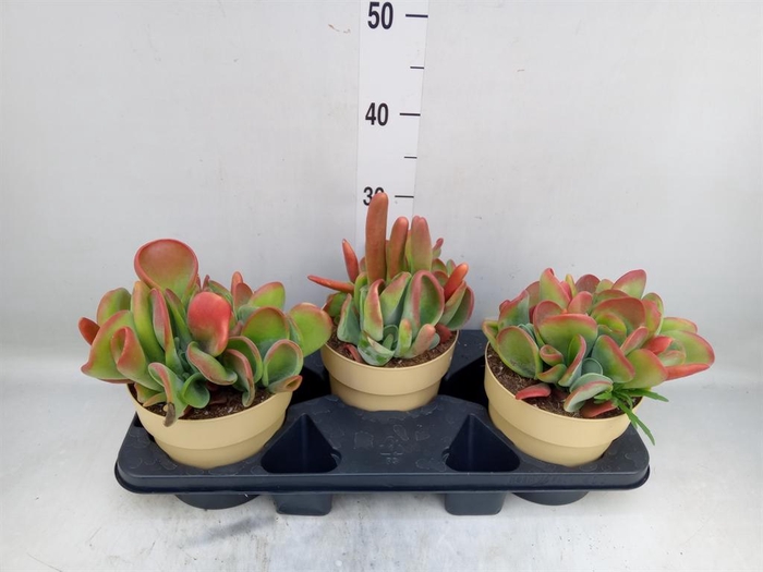 <h4>Kalanchoe NF   ...</h4>