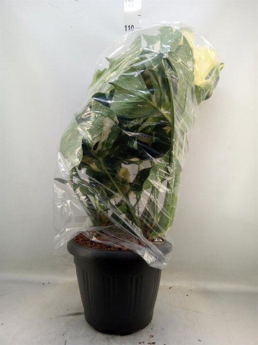 <h4>Monstera delic. 'Thai Constellatio'</h4>