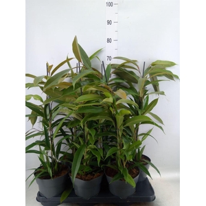 Ficus binn. 'Amstel King'