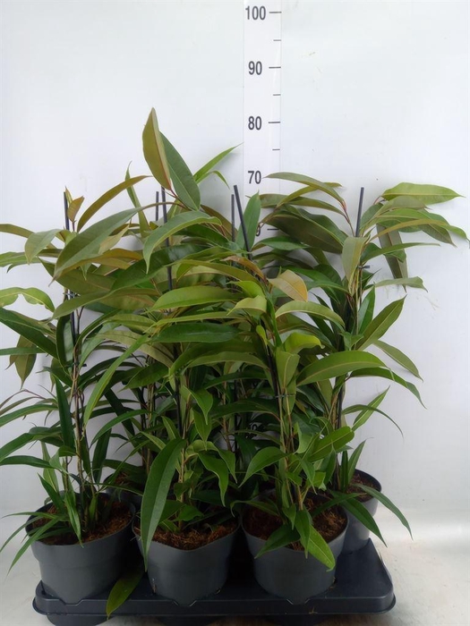 <h4>Ficus binn. 'Amstel King'</h4>