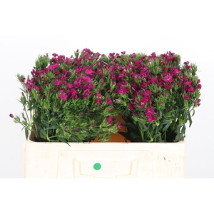 Di Barb Am Neon Cher