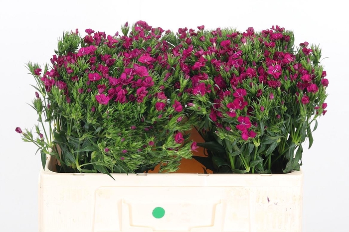 <h4>Di Barb Am Neon Cher</h4>