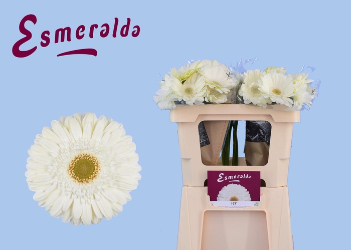 <h4>GE GR TER ICY</h4>