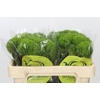 Dianthus Br Kiwi Mellow
