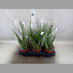 Aloe vera