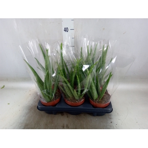 Aloe vera