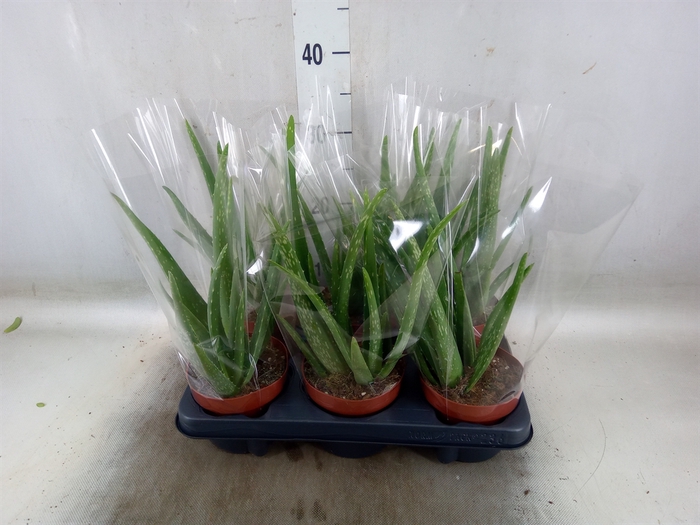 <h4>Aloe vera</h4>