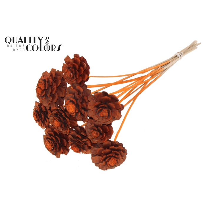 <h4>Pine cone cut 5-7cm on stem Orange</h4>